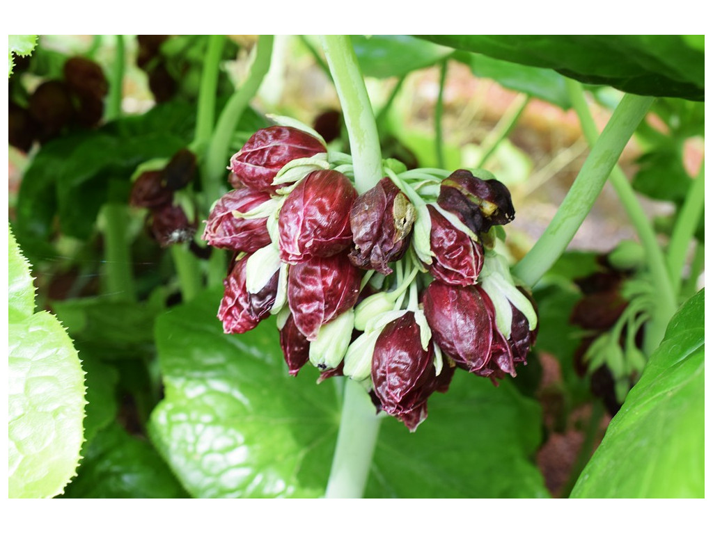 PODOPHYLLUM PLEIANTHUM 'SHORT FORM'