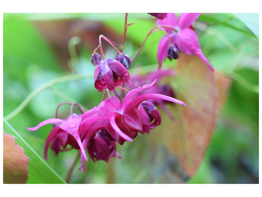 EPIMEDIUM 'ROYAL PURPLE'