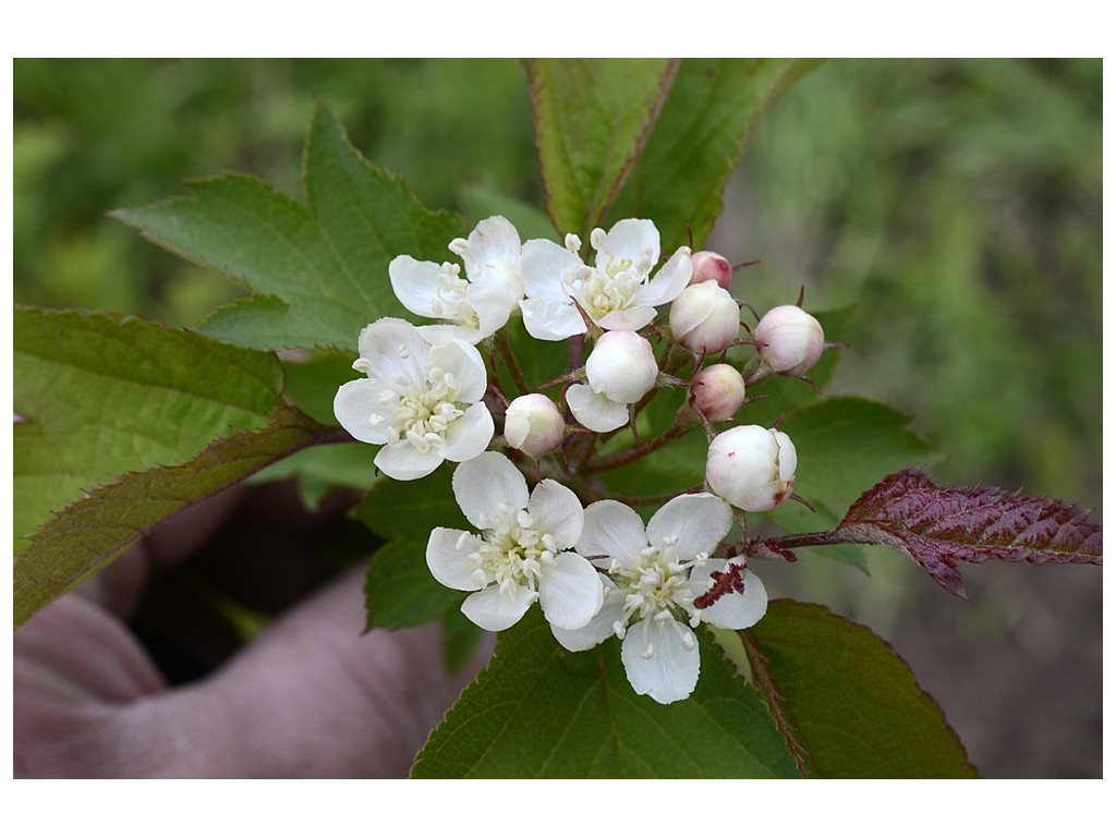 MALUS TORINGOIDES JP4816