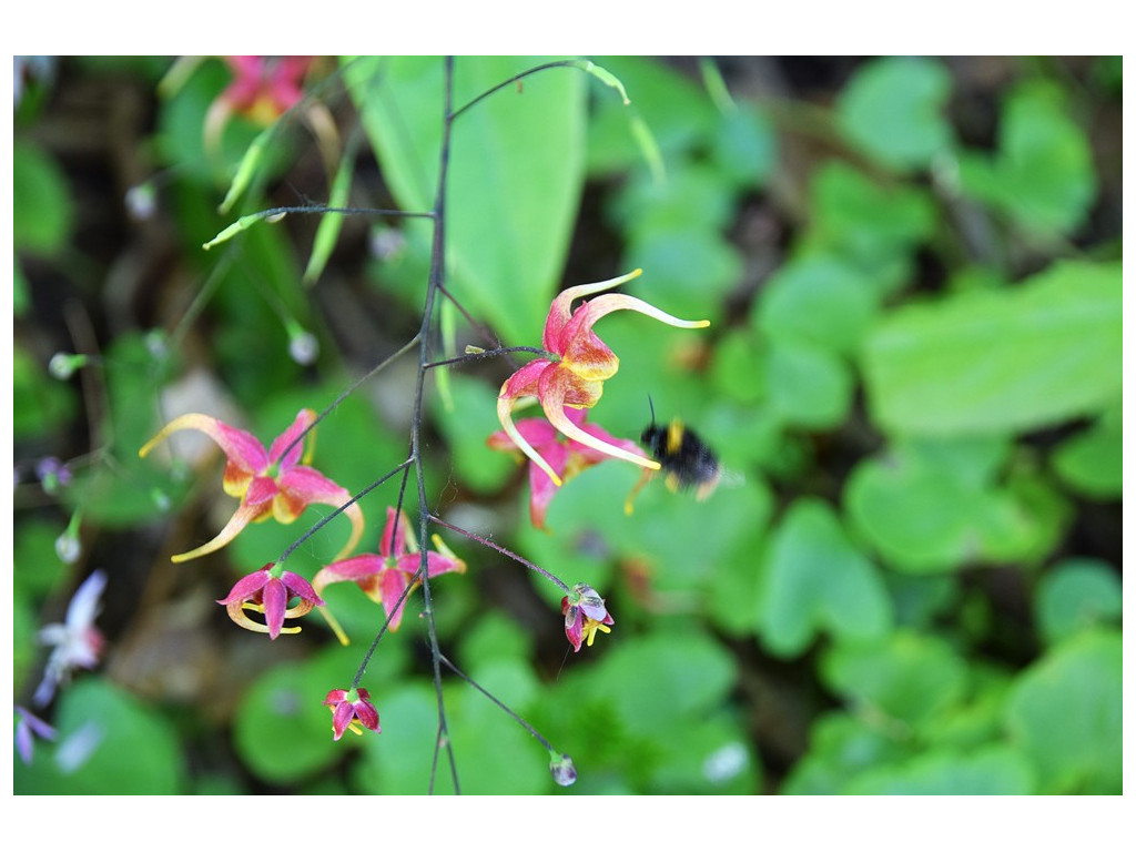 EPIMEDIUM x OMEIENSE 'AKANE'