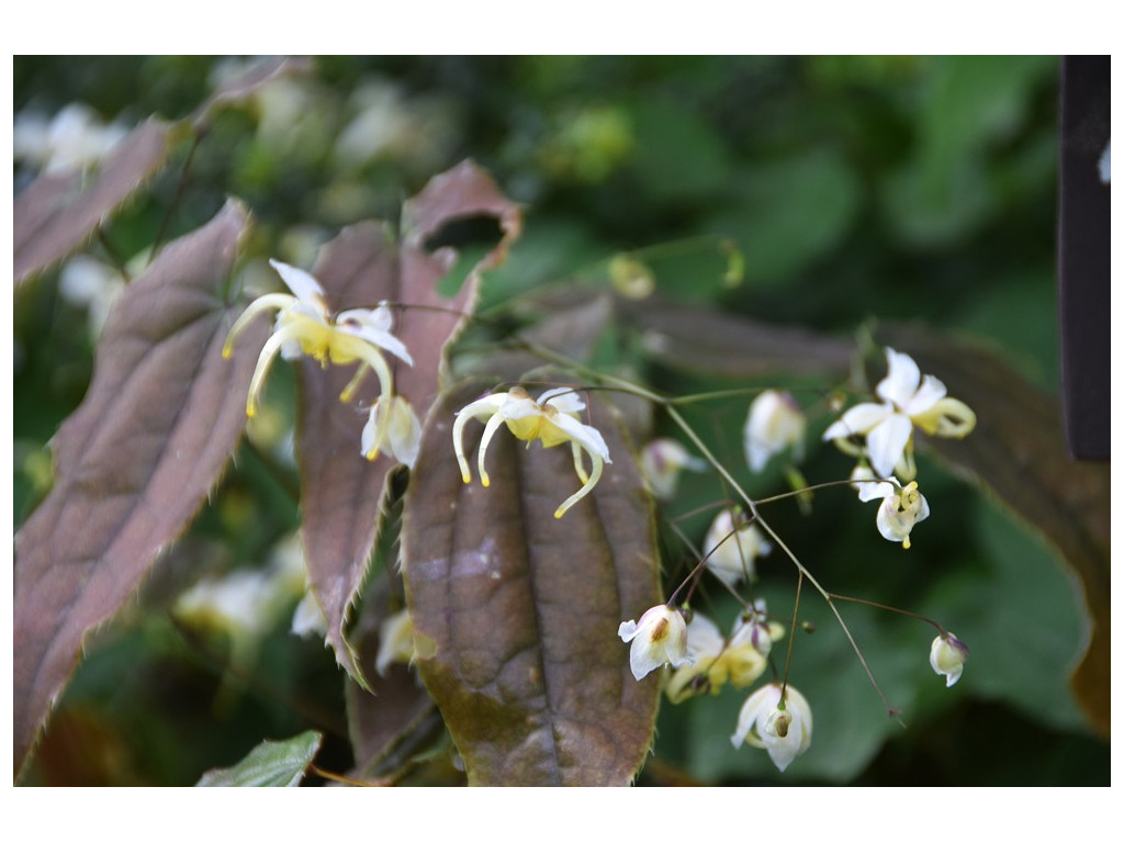 EPIMEDIUM ACUMINATUM 'YELLOW FORM'