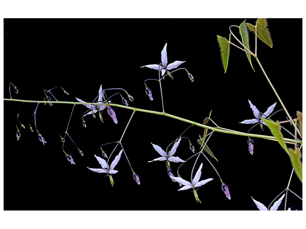 EPIMEDIUM FARGESII 'PINK CONSTELLATION'