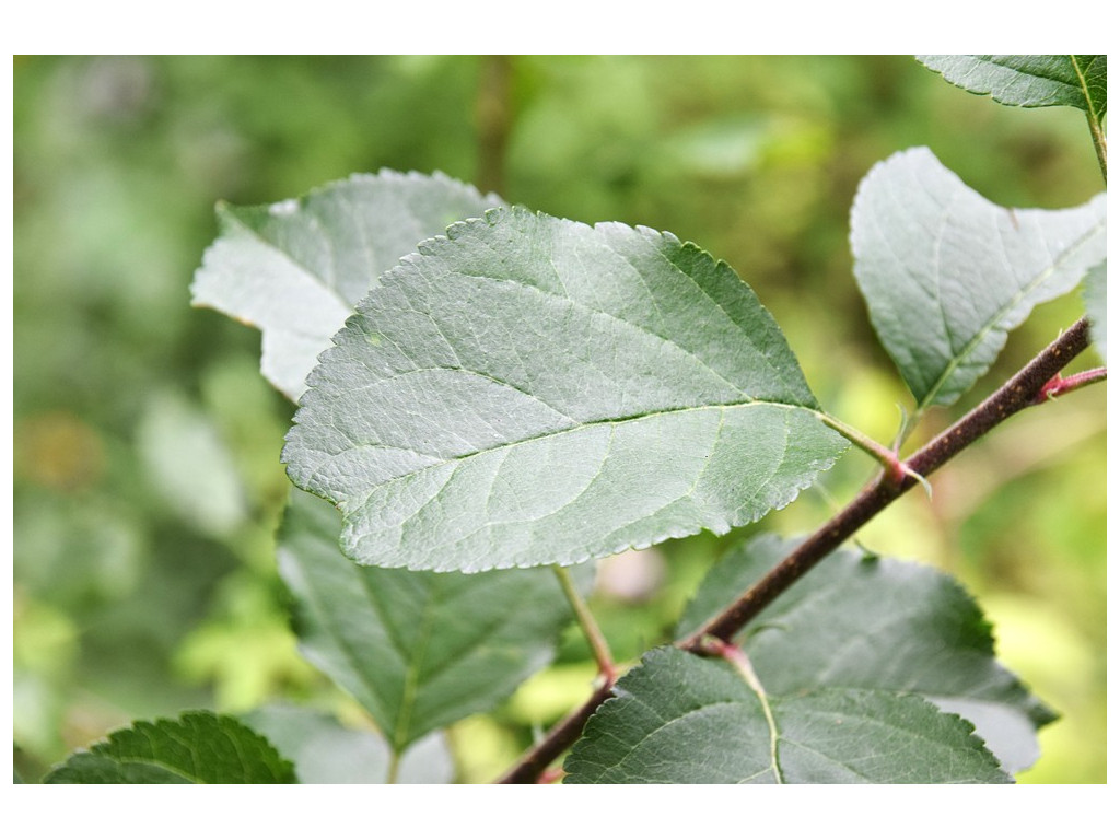 MALUS SP. ADWALL KUNAR