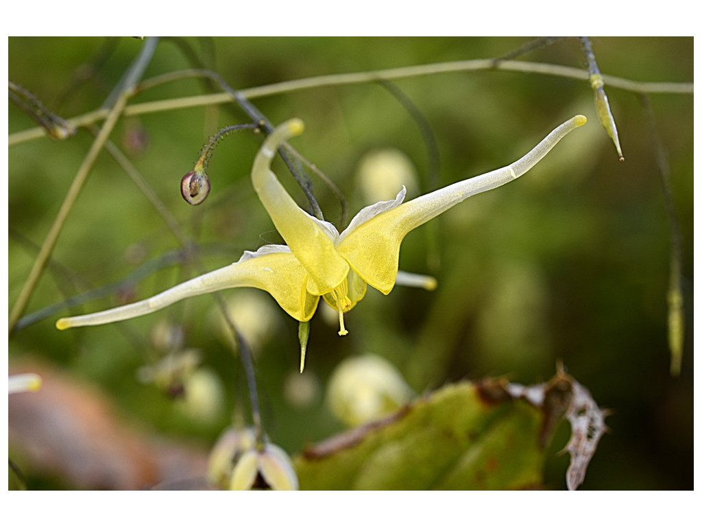 EPIMEDIUM ILICIFOLIUM