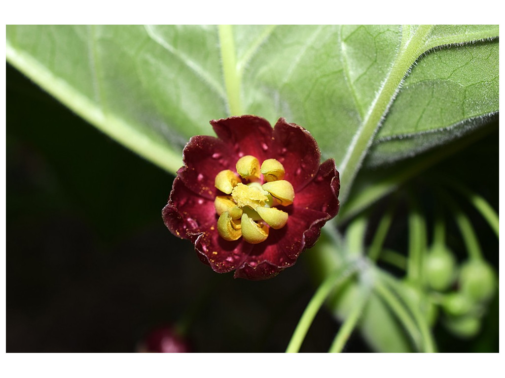 PODOPHYLLUM MAIREI