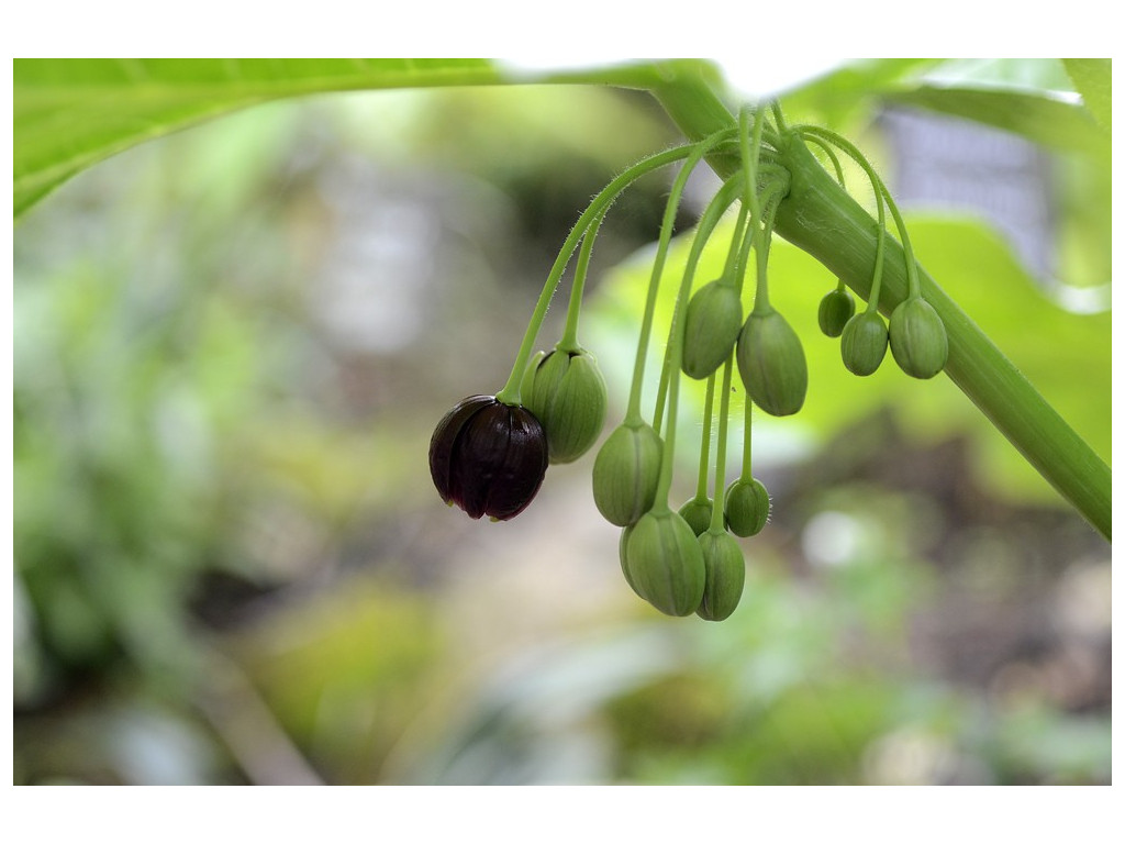 PODOPHYLLUM VERSIPELLE