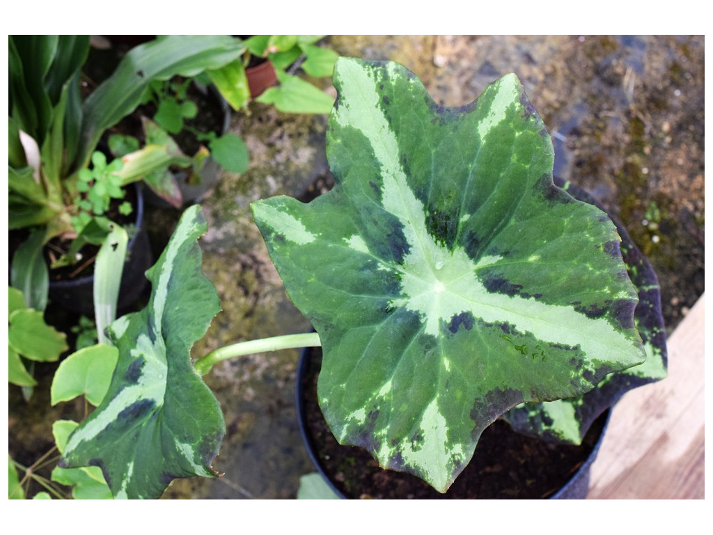 PODOPHYLLUM DIFFORME 'HUNAN'