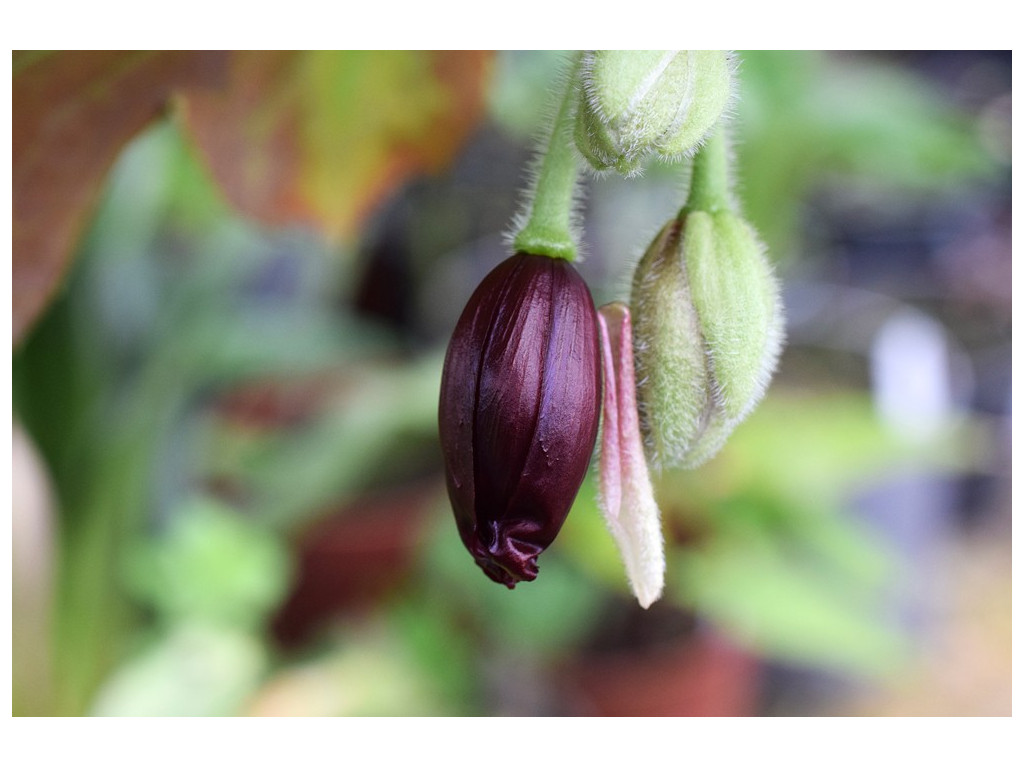 PODOPHYLLUM DIFFORME 'HUNAN'