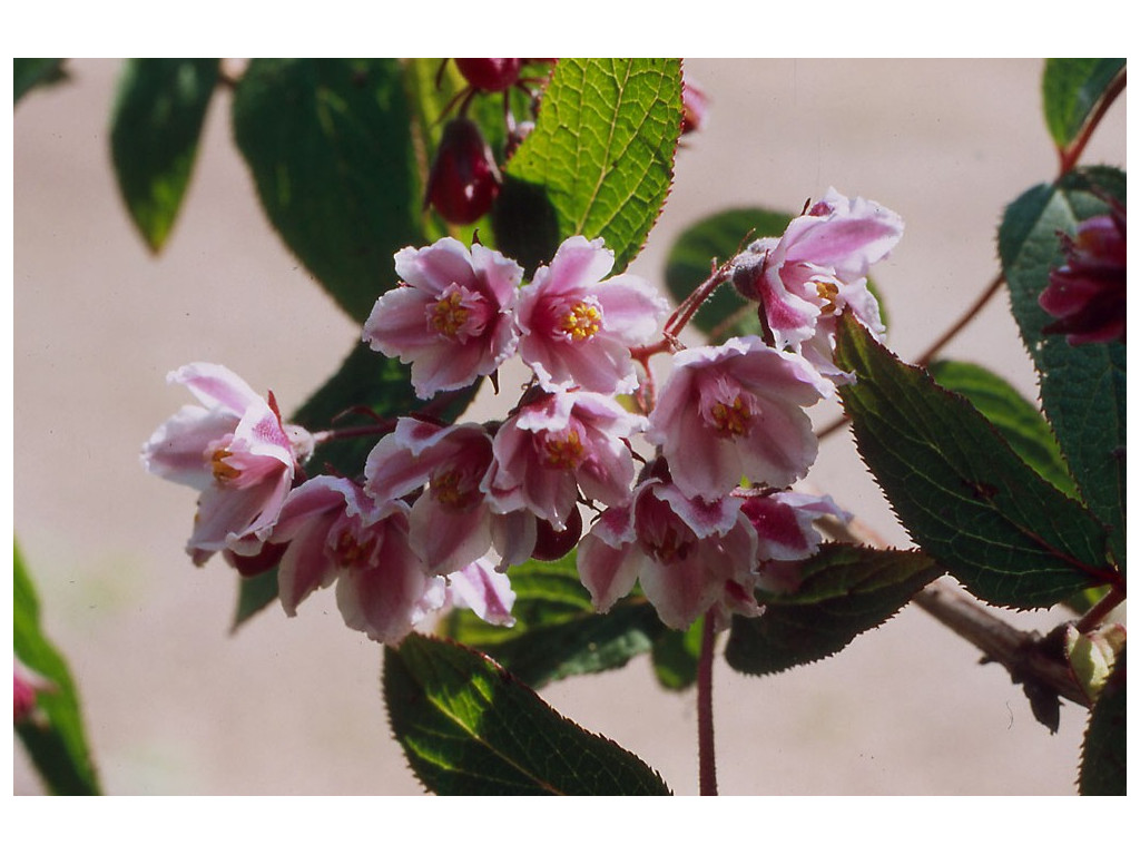 DEUTZIA CALYCOSA 'DALI'