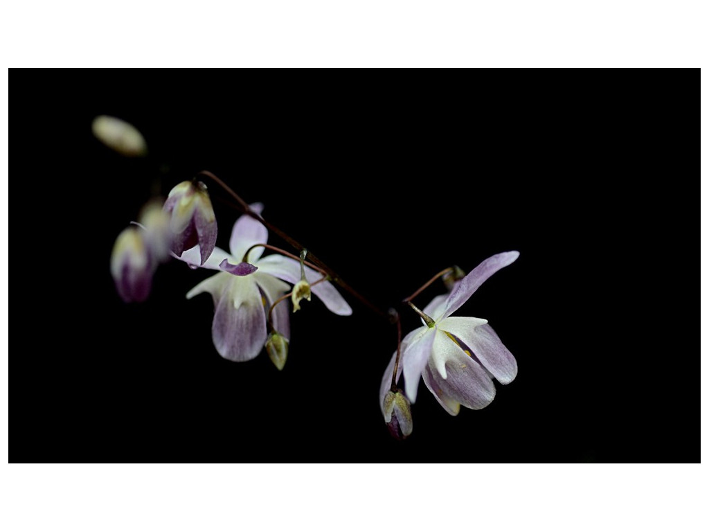 EPIMEDIUM DIPHYLLUM 'PINK FORM'