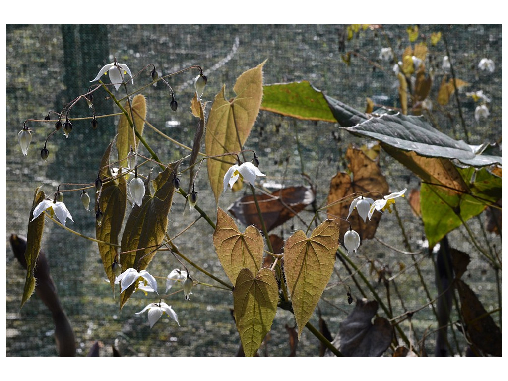 EPIMEDIUM 'MANDRIN STAR'