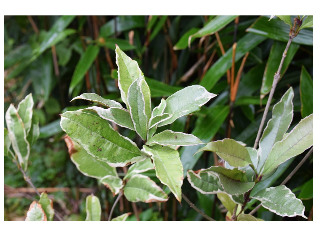 OSMANTHUS FRAGRANS 'VARIEGATA'