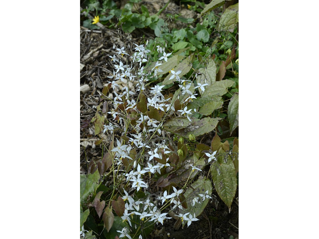 EPIMEDIUM STELLULATUM 'YUKIKO' Og93036