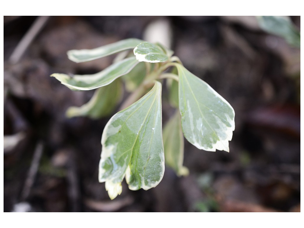 PACHYSANDRA TERMINALIS 'FUKURIN FU' PACHYSANDRA TERMINALIS 'FUKURIN FU'