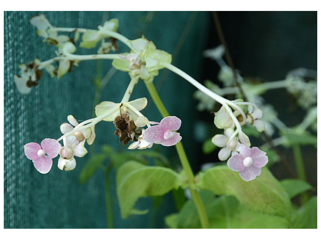 DEINANTHE BIFIDA 'PINK KII'