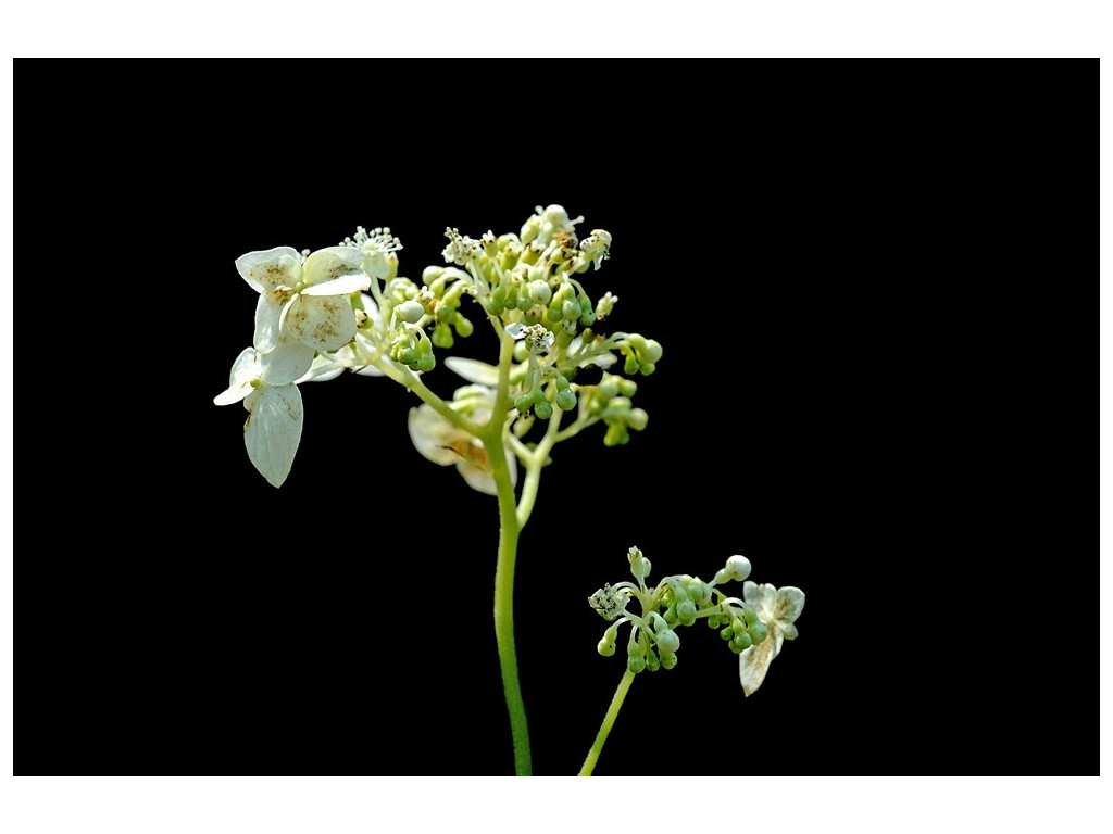 CARDIANDRA ALTERNIFOLIA 'WHITE FORM'