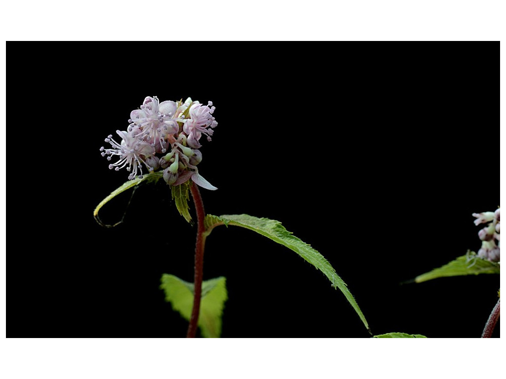 CARDIANDRA ALTERNIFOLIA 'RED FORM'