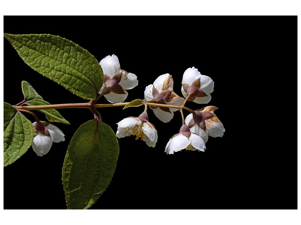 PHILADELPHUS TOMENTOSUS DS16