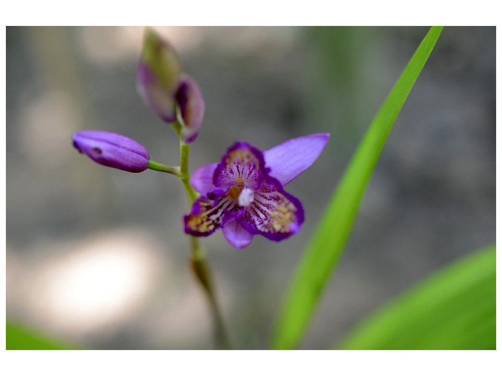 BLETILLA STRIATA 'TRI LIPS' Dark form BLETILLA STRIATA 'TRI LIPS' Dark form