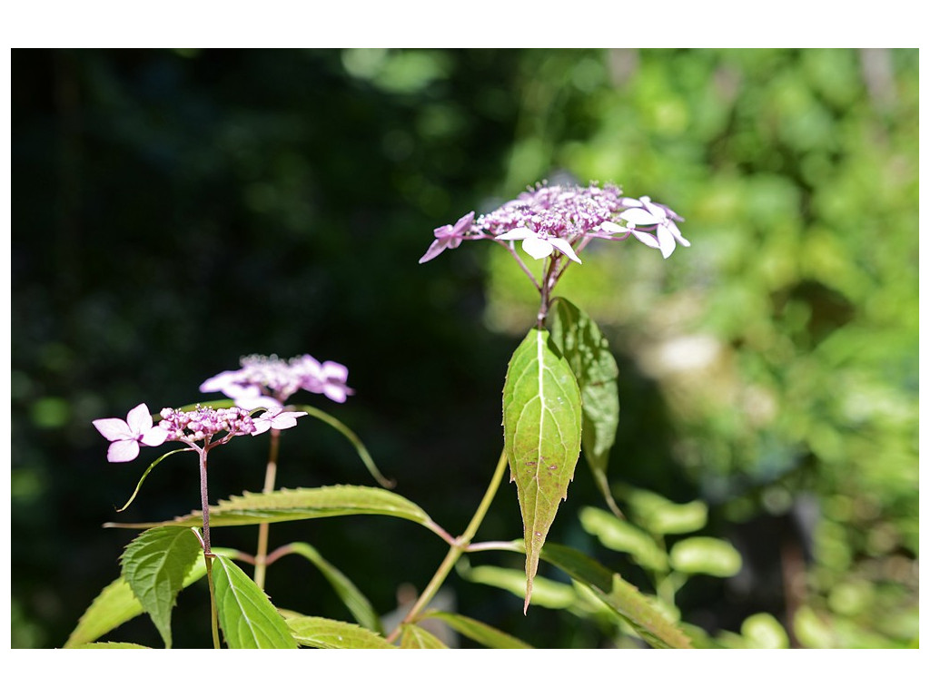 HYDRANGEA SERRATA 'OTSU HIME'