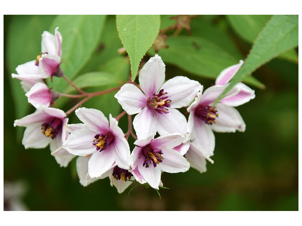 DEUTZIA sp. YUNNAN