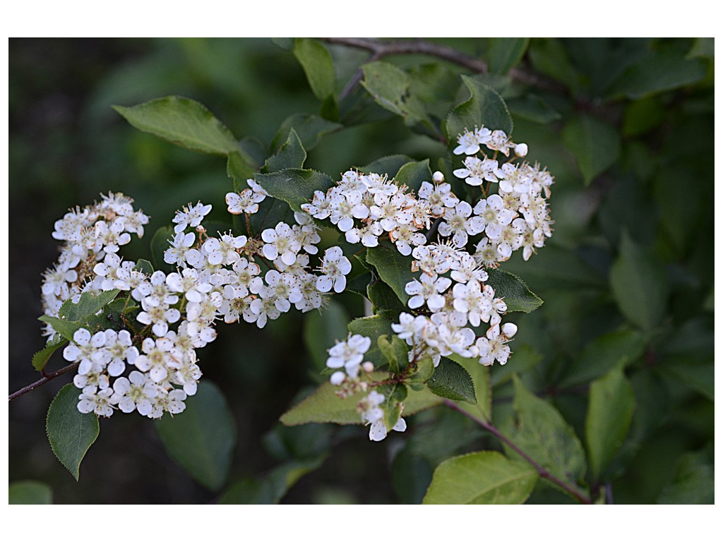 PHOTINIA PARVIFOLIA CH6895