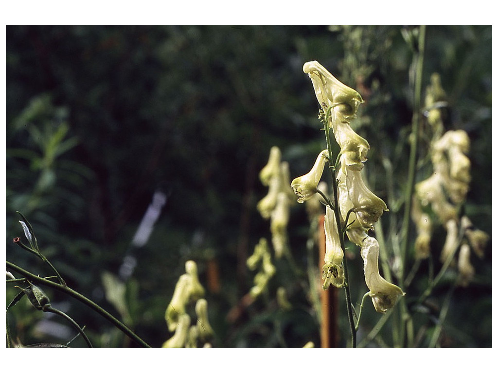 ACONITUM BARBATUM RU5700 ACONITUM BARBATUM RU5700
