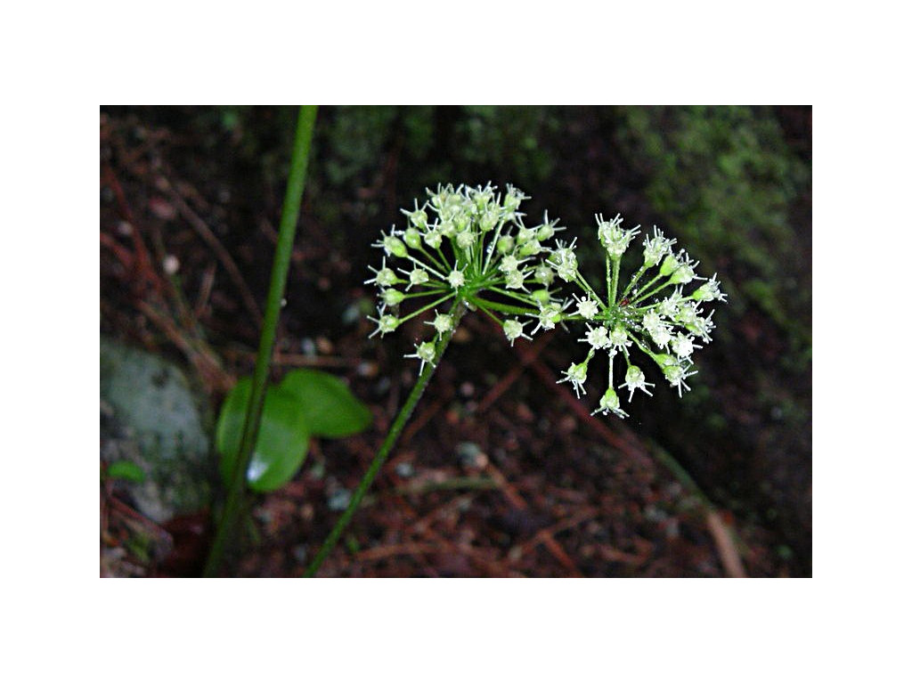 ARALIA NUDICAULIS ARALIA NUDICAULIS
