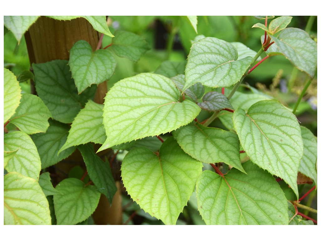 SCHIZOPHRAGMA HYDRANGEOIDES 'MOONLIGHT' SCHIZOPHRAGMA HYDRANGEOIDES 'MOONLIGHT'