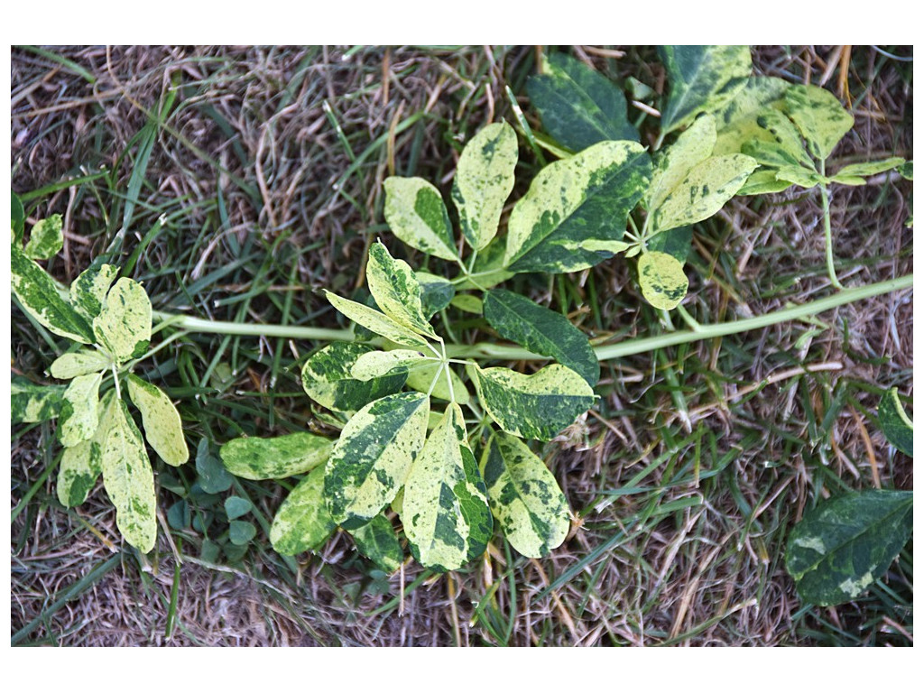 AKEBIA QUINATA 'BROCADE'