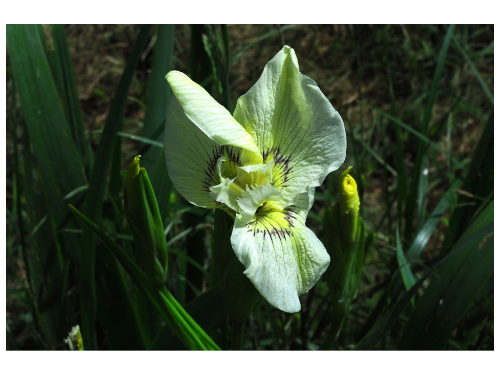 IRIS PSEUDACORUS 'ALBA'