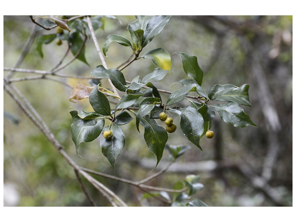 PITTOSPORUM CMBTW1630