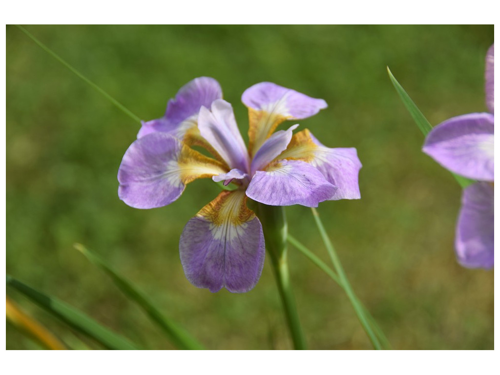 IRIS SIBIRICA 'RIKUGI SAKURA'