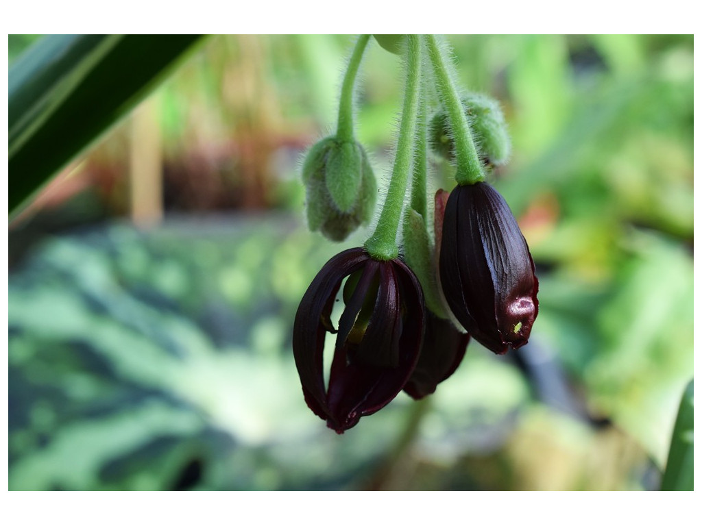 PODOPHYLLUM DIFFORME 'HUNAN'