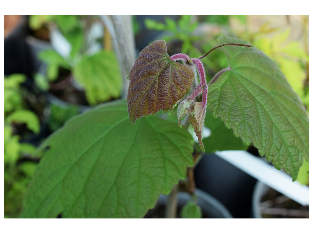 AMPELOPSIS HETEROPHYLLA var.VESTITA