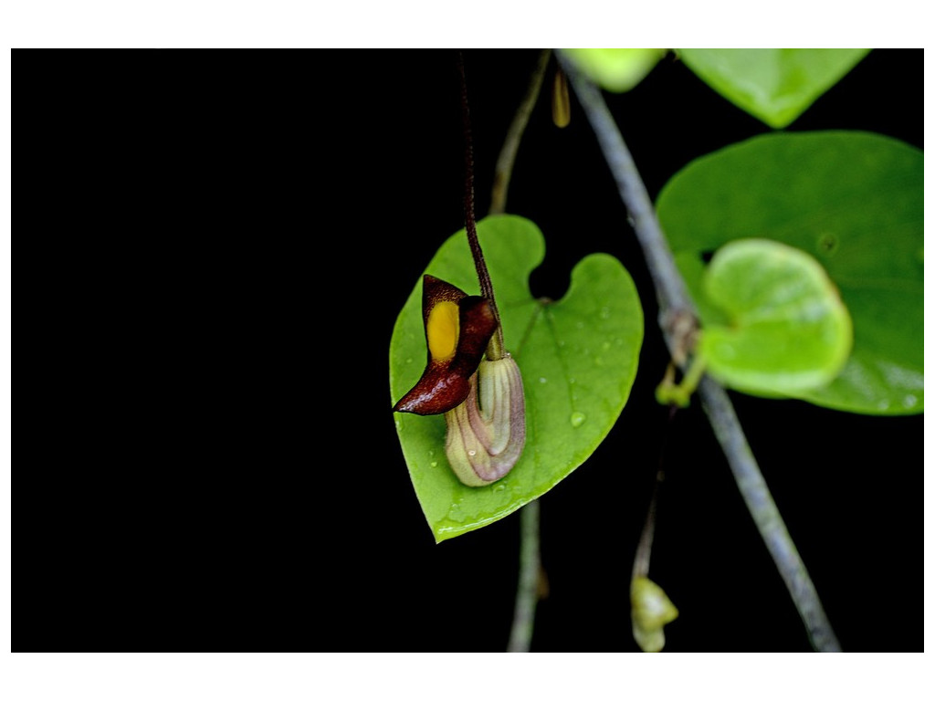 ARISTOLOCHIA MOUPINENSIS CBCH415