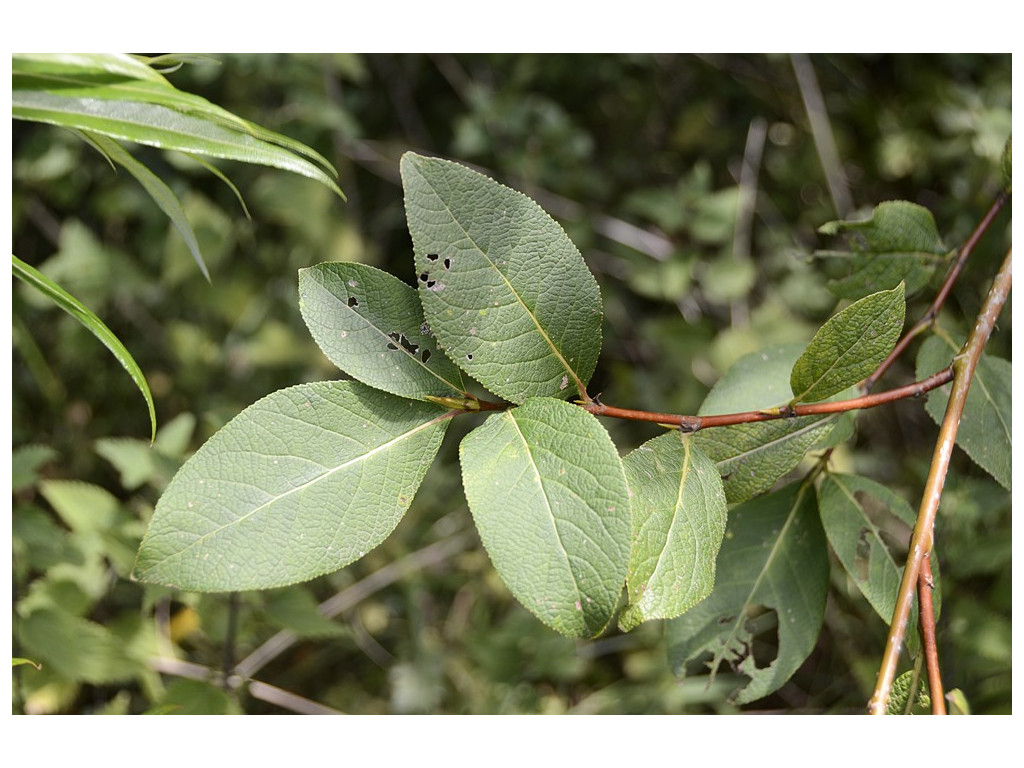 POPULUS KOREANA