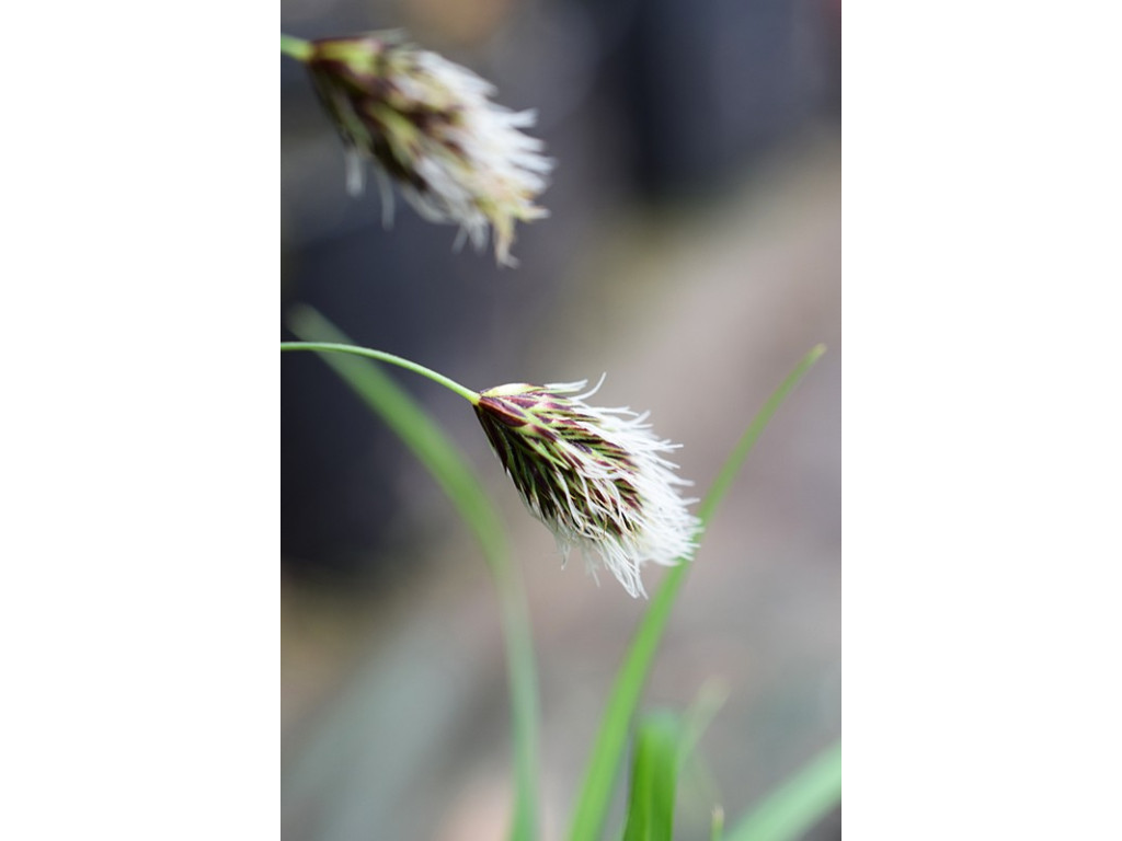 CAREX PODOGYNA