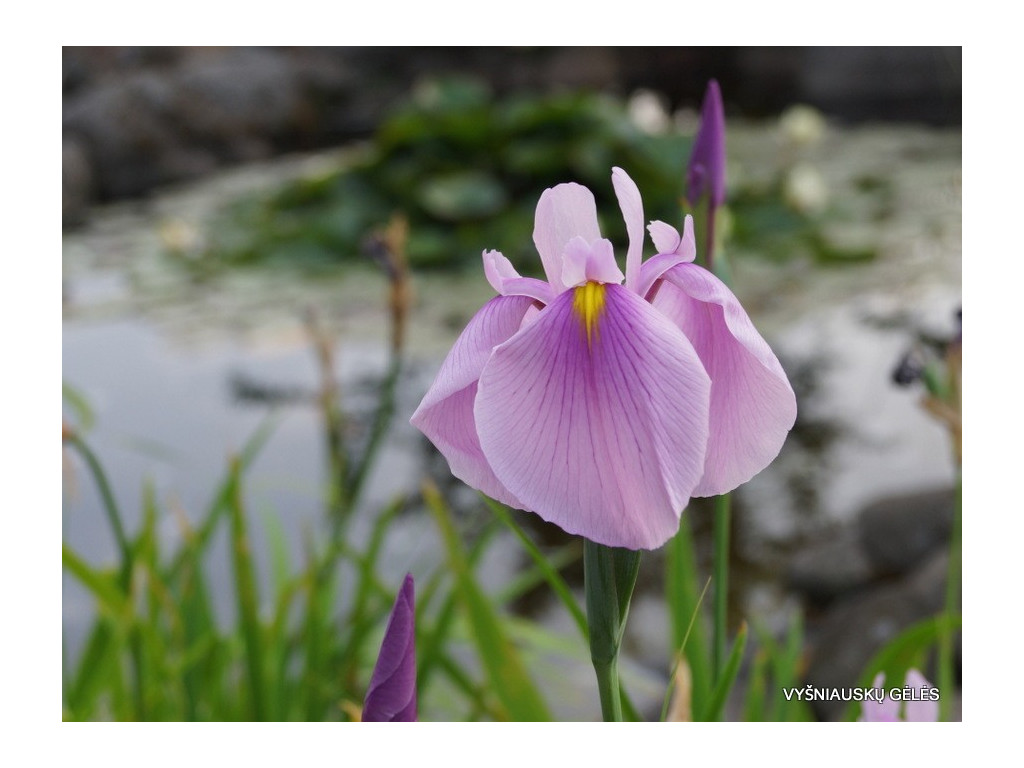 IRIS LAEVIGATA 'ROSE QUEEN'