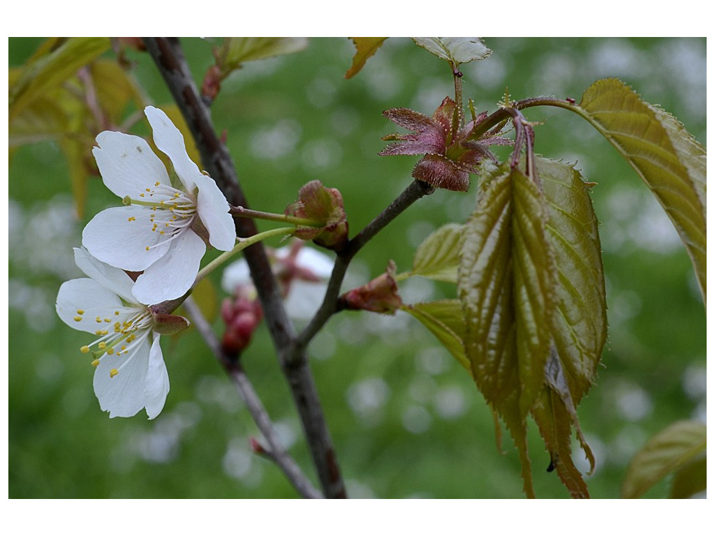 PRUNUS TRANSARISANENSIS TW46