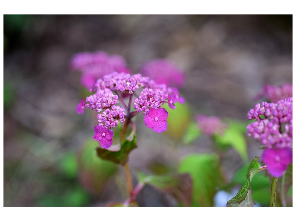 HYDRANGEA SERRATA 'NOU MURASAKI'