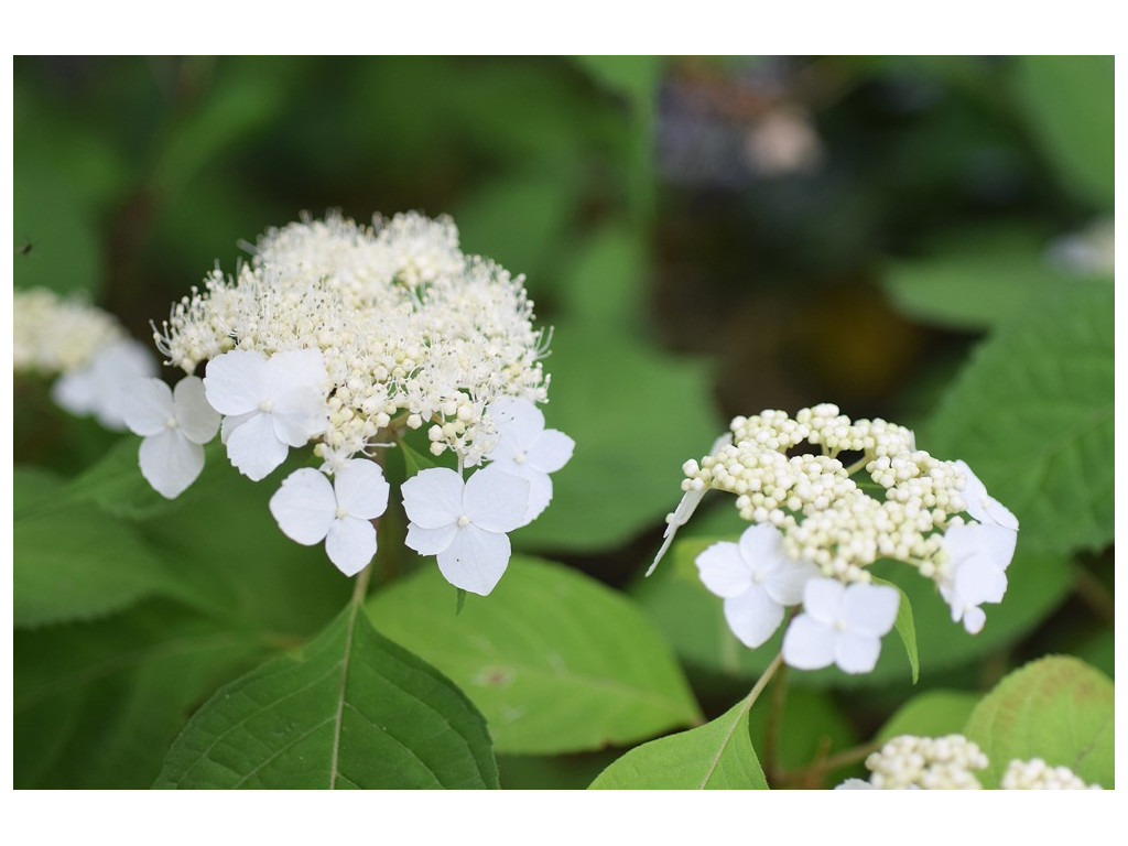 HYDRANGEA SERRATA 'HONSHU WHITE' CBJP1084 HYDRANGEA SERRATA 'HONSHU WHITE' CBJP1084
