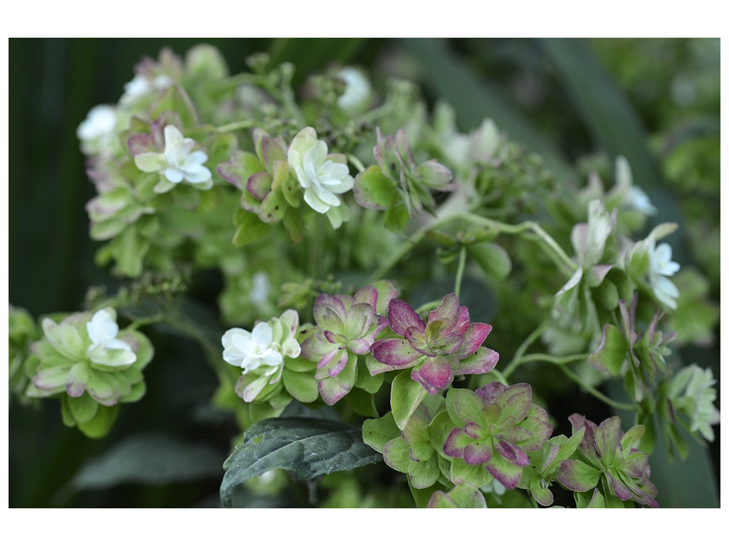 HYDRANGEA SERRATA 'FUJI NO TAKI'