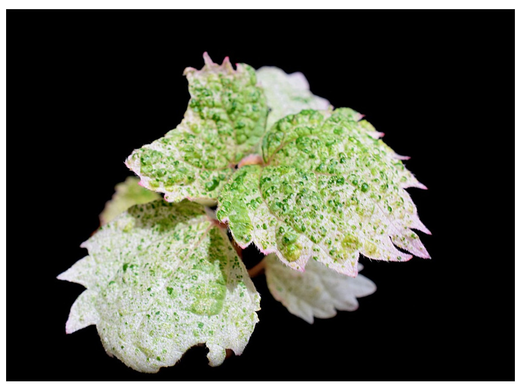 BOEHMERIA 'AOBA'