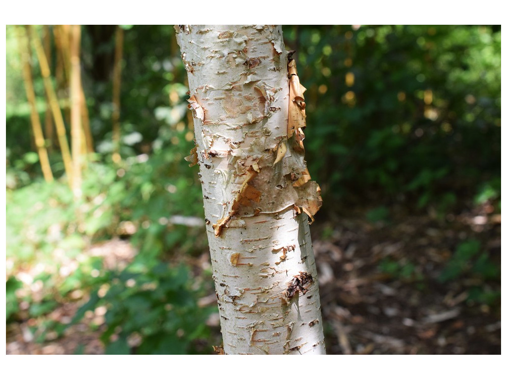 BETULA ERMANII BETULA ERMANII