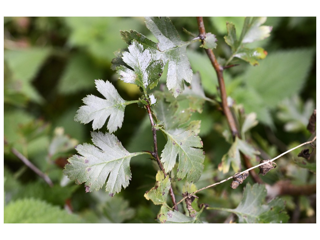 CRATAEGUS TURCOMANICA