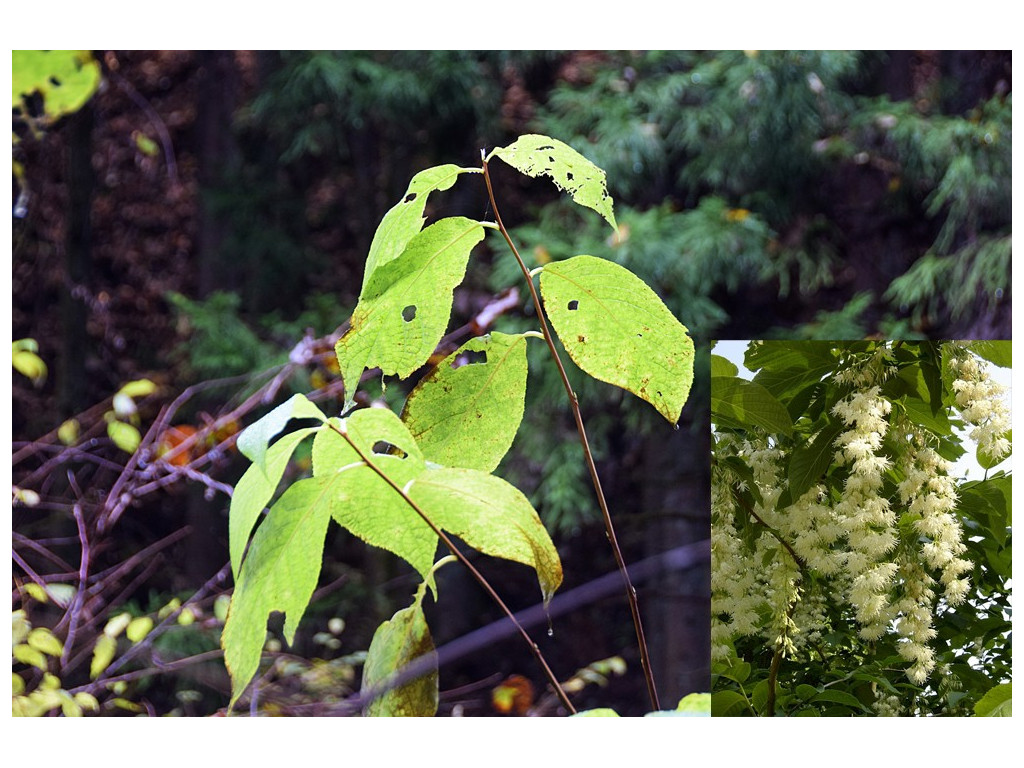 PTEROSTYRAX HISPIDA CMBJP1866