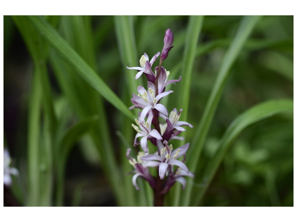 REINECKEA CARNEA 'BAOXING BEAUTY' BSWJ8152