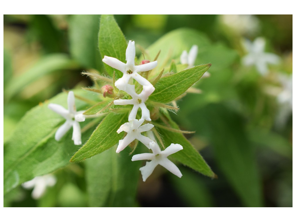 ABELIA TRIFLORA ABELIA TRIFLORA