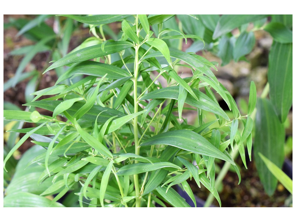 POLYGONATUM FALCATUM 'TANABATA'